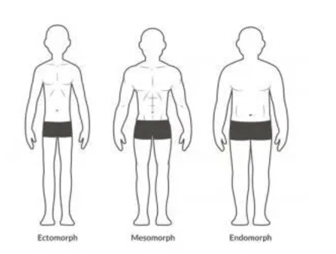 body types for weight lifting